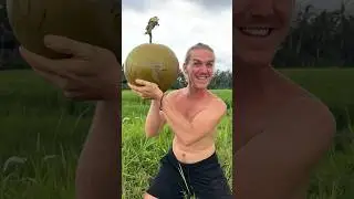 The Biggest Coconut In The World