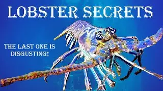 Top 5 Fun Facts About Lobsters!