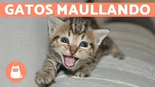 Los mejores MAULLIDOS de GATOS 🐱 ¡Gatos MAULLANDO mucho y fuerte! 🐾