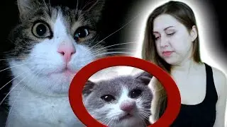 Кота укусила оса, что делать?