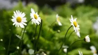 РОМАШКИ ЦВЕТИКИ Футаж