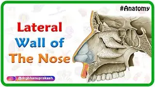 Lateral wall of the nose : Bones, Cartilages and Mucosa - #USMLE Anatomy | Medvizz