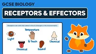 Receptors & Effectors - GCSE Biology