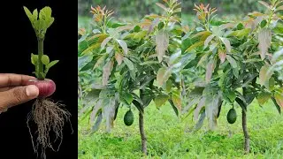 Since using this method avocado trees can be propagated more quickly || how to grow avocado at home