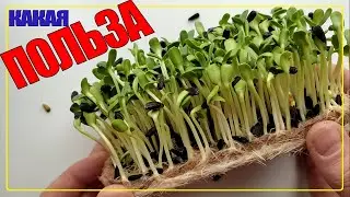 МИКРОЗЕЛЕНЬ ПОДСОЛНУХА ПОЛЬЗА ДЛЯ ВСЕГО ОРГАНИЗМА | ПОЧЕМУ ЕГО СТОИТ КУШАТЬ КАЖДЫЙ ДЕНЬ