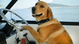 Funny Dog Videos That Will Keep You Laughing For Hours 🐶 Funny ANIMALS videos 2024