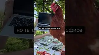 Какой офис, такие и коллеги 