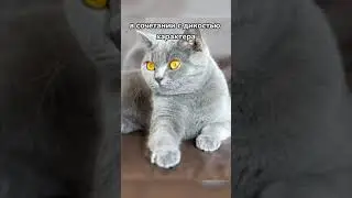 Как узнать характер кошки по ее цвету 😻