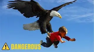 Most Dangerous Eagle Attacks Caught on Camera ☠️