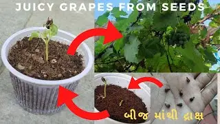 How to grow grape plant at home || from seeds || 100% real || english subtitles