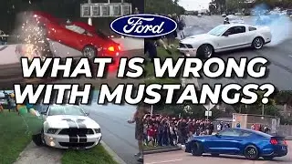 The REAL Reason Mustangs Love Crowds