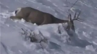 Geyiklerin doğa şartlarındaki yaşam mucadelesi