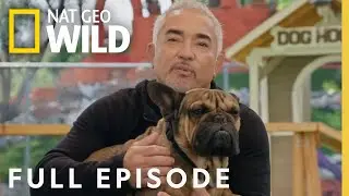 Unleash the Hulk (Full Episode) | Cesar Millan: Better Human Better Dog