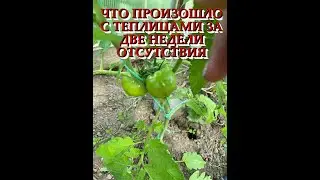 ЧТО ПРОИЗОШЛО С ТЕПЛИЦАМИ ЗА ДВЕ НЕДЕЛИ ОТСУТСТВИЯ?!