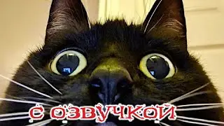 Funny Animal Videos 2024 - Funniest Dogs and Cats Videos 