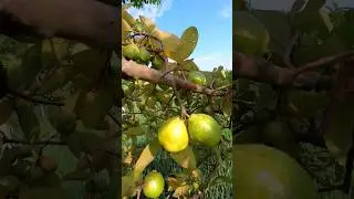 Guava Ripe In Tree #guava #ripefruit #fruit #shorts