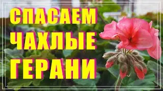 Слабая бледная герань как спасти. 3 совета на весну. Скорая помощь для пеларгоний.