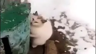 Перестаньте Наказывать Меня! Бедный Кот Со Слезами На Глазах Прижался К Дымоходу, Умоляя О Помощи