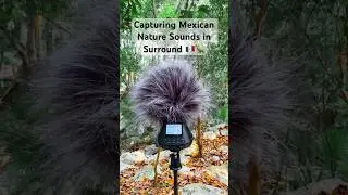 Behind the Scenes: Recording Nature Surround Sound in Mexico