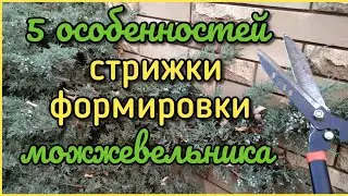 Как обрезать МОЖЖЕВЕЛЬНИК? 5 правил! (стрижка, формировка). ДЕТАЛЬНО.