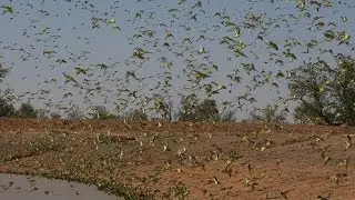 Biggest Swarm of Budgies