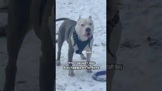 Прохожие про Астаффа и Питбуля 