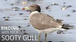 Sooty Gull Successful Search