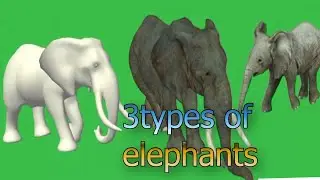 elephant green screen  animation video