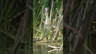 Excited to Photograph this AMAZING Bird | Sigma 150-600