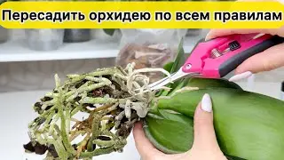 ПЕРЕСАДИТЬ новую орхидею по всем правилам в новый СМЕШАННЫЙ грунт