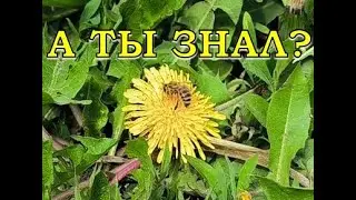 ОСЫ на даче🐝 🐝 🐝 : как избавиться от них грамотно