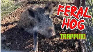 Feral Hog Trapping ! | How to Effectively Trap Feral Hogs