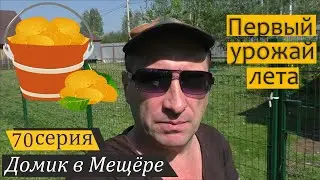 Починил тележку, собираю первый урожай на огороде. Домик в Мещёре, серия 70