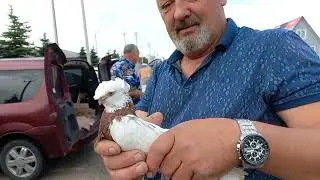 #pigeons. Каких голубей предлагают нам на рынке ??? Ставрополь. 16.06.2024.