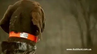 Сигнальный ошейник с именным жетоном