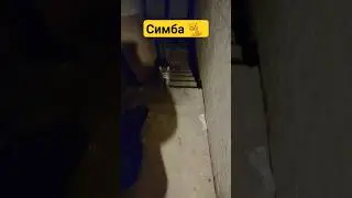 УЖИН КОТА СИМБЫ 😋 🐈 