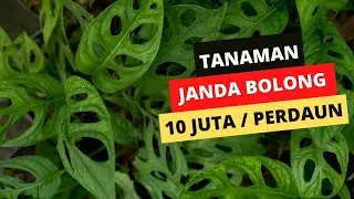 Inilah Manfaat Tanaman Janda Bolong yang Harganya Ratusan Juta