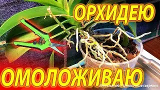Как ПРАВИЛЬНО ОМОЛОДИТЬ ОРХИДЕЮ, разделить орхидею с воздушными корнями ПОДРОБНАЯ инструкция