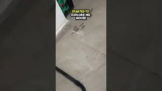 These tiny Fish decided to explore a flooded house 😲❤️