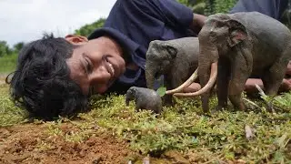 സ്വതന്ത്രമായ ആനകൾ😍 | The wild elephants family 🐘