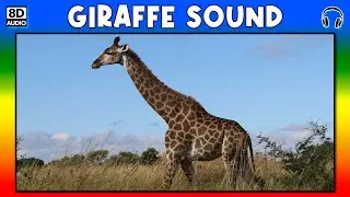 🦒 GIRAFFE SOUND - GIRAFFE SOUND EFFECT - SOUND OF GIRAFFE - NOISE OF GIRAFFE