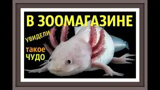 АКСОЛОТЛЬ рыба  МЕКСИКАНСКАЯ АМБИСТОМА  Axolotl Ambystoma mexicanum  Аксолотль домашний содержание