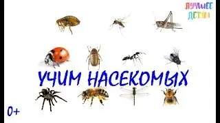 Насекомые. Учим насекомых для детей на русском / Лучшее детям
