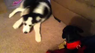 Dogs Fighting Over Bone