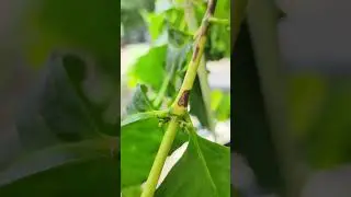 Growing Arabica Coffee Plant in a Pot - Update 1: Cherry Stage