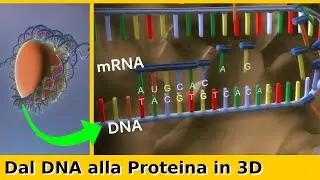 Dal DNA alla Proteina: Trascrizione e Traduzione dei Geni