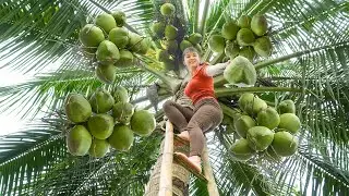 Harvesting Coconut Fruit Goes To Countryside Market Sell - Farm Life | Phương Free Bushcraft