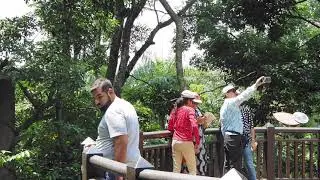 Siamang sounds