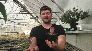 Теневыносливые суккуленты
