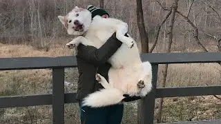 Husky Acts Like a DRAMA QUEEN |  Funny Animals 2023